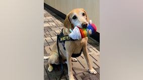 MSP pup wins TSA's cutest dog award