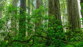 Visitors to world's tallest tree could face $5,000 fine, up to 6 months in jail