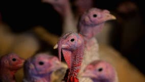 New bird flu cases confirmed in Minnesota months after last reported case