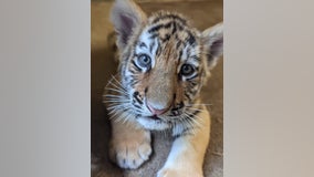 Minnesota Zoo needs your help naming one of the Amur tiger cubs