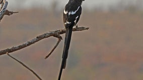 Minnesota Zoo is asking for help locating missing magpie shrikes