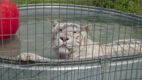 Video: 4 big cats rescued from 'Tiger King' park now living in Minnesota