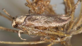 Invasive moth that feeds on carrots found in Minnesota for first time