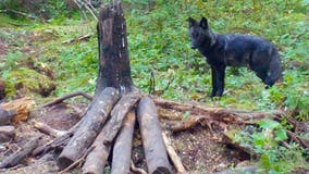 Minnesota wolves consuming bear bait left by hunters, researchers say