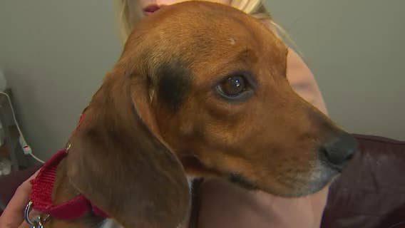 Minneapolis Animal Care & Control partners with local shelter in new foster program