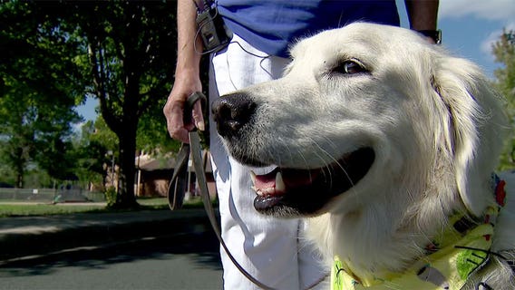 Minnesota comfort dog going to Texas to help as Uvalde students return to school