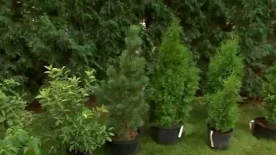 Tips for creating a living fence in your yard