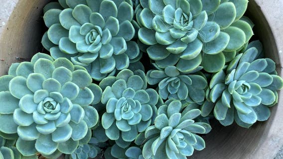5 tips for growing a succulent garden