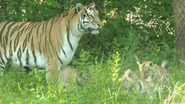 Tiger cubs make public debut at the Minnesota Zoo