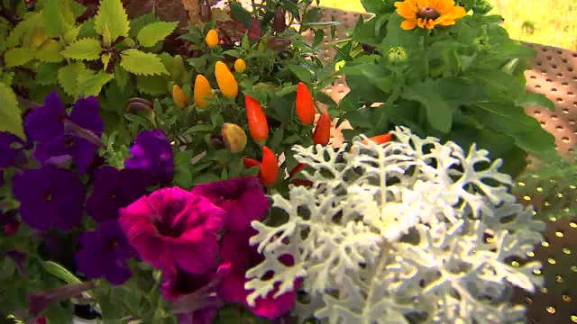 These plants thrive in the heat of summer: Garden Guy