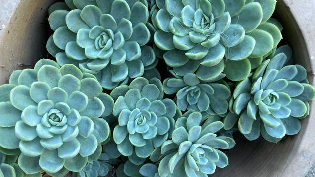 5 tips for growing a succulent garden