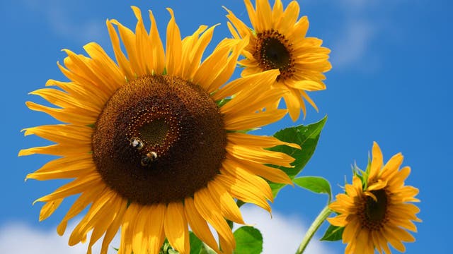 What to do in Minnesota: 6 things happening this Labor Day weekend