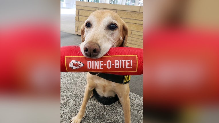EEbbers, a TSA-trained explosive sniffing dog, is in the final four for the agency's 2022 Cutest Canine Contest. Voting is now open to the public.