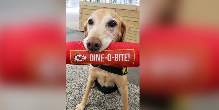 Bomb-sniffing Dog at Minnesota Airport Showered in Toys During Retirement