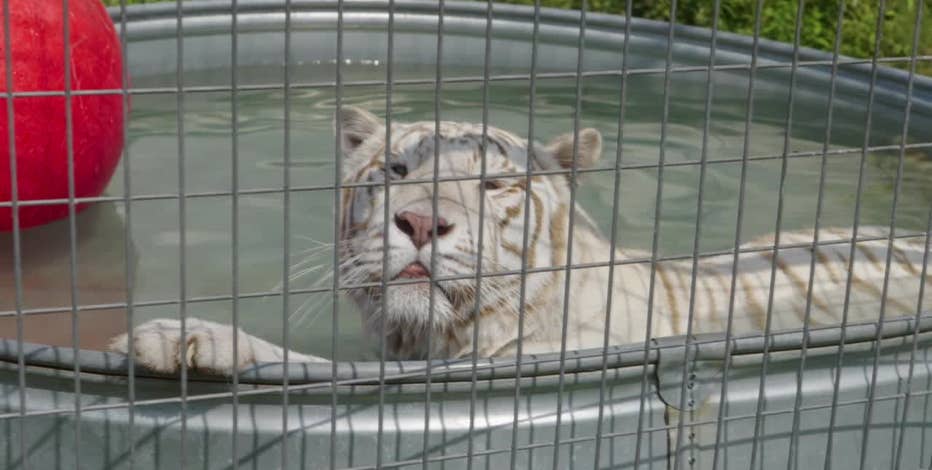 Big cat rescue near hot sale me