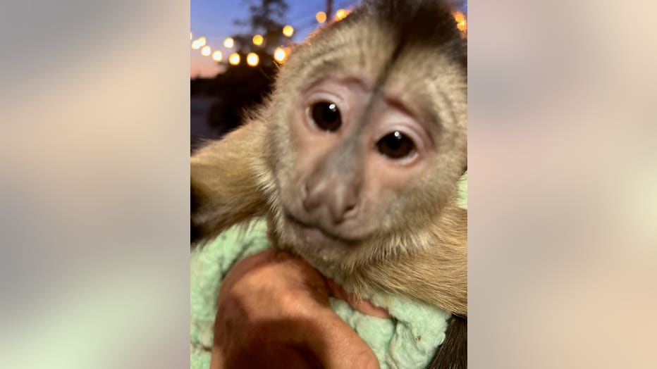 Monkey grabs phone, calls 911 at California zoo
