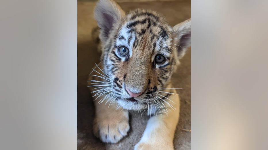 Amur Tiger cub