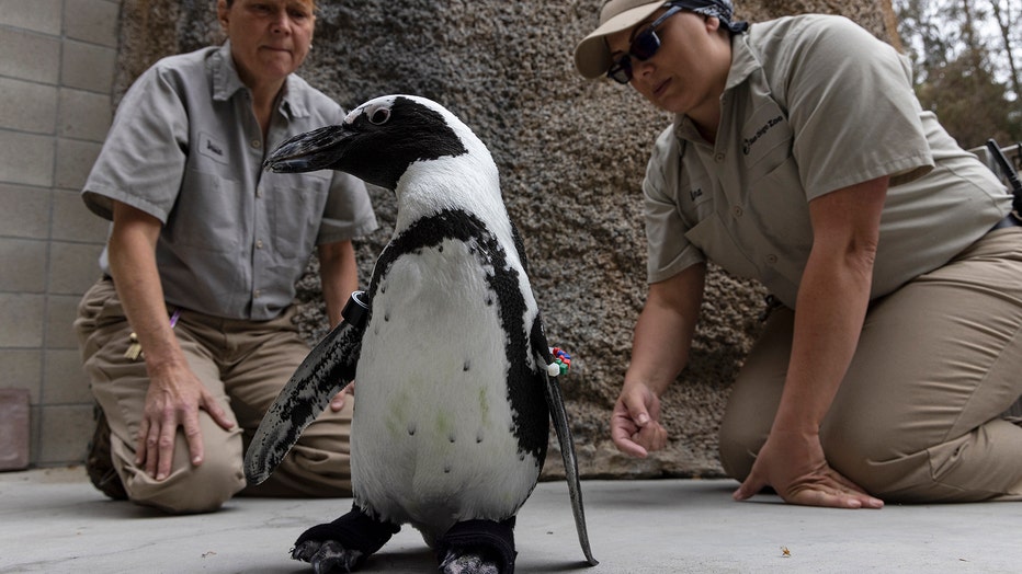 San Diego Zoo Penguin Gets Fitted with Custom Orthopedic Footwear

Specially Designed Neoprene/Rubber “Boots” Help Lucas Walk and Ease 
Symptoms of Non-curable Degenerative Foot Condition