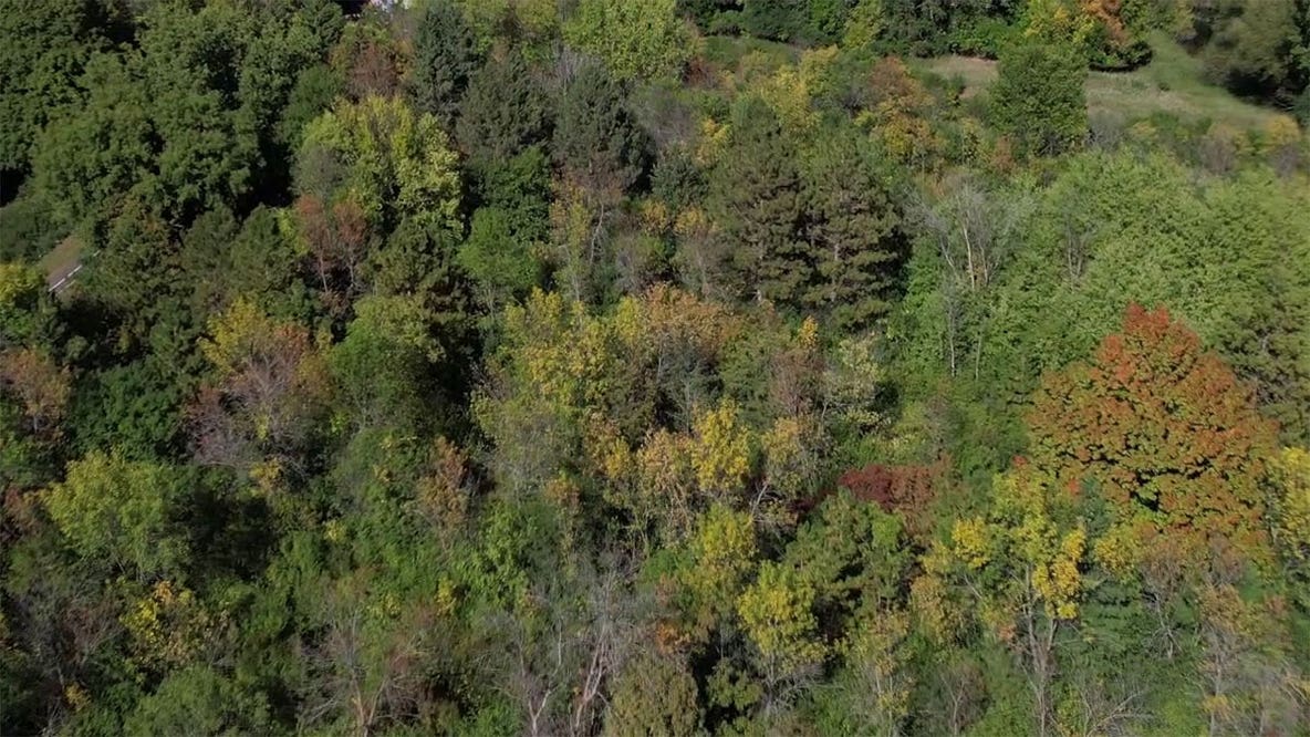 Apple Valley tree-trimming worker crushed coworker's head with hydraulic grapple: Charges