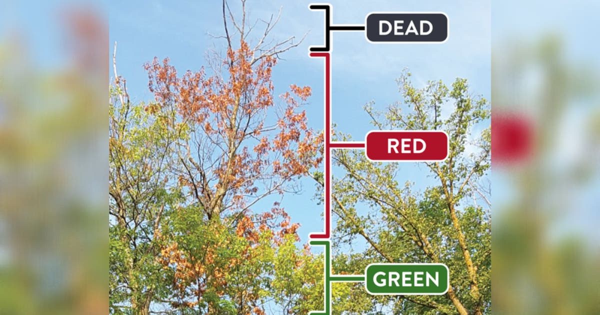 Drought Insect Minnesota oak trees showing signs of drought, insect infestation | FOX ...