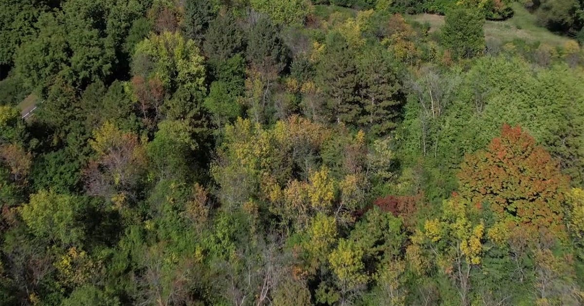 Apple Valley tree-trimming worker crushed coworker's head with hydraulic grapple: Charges