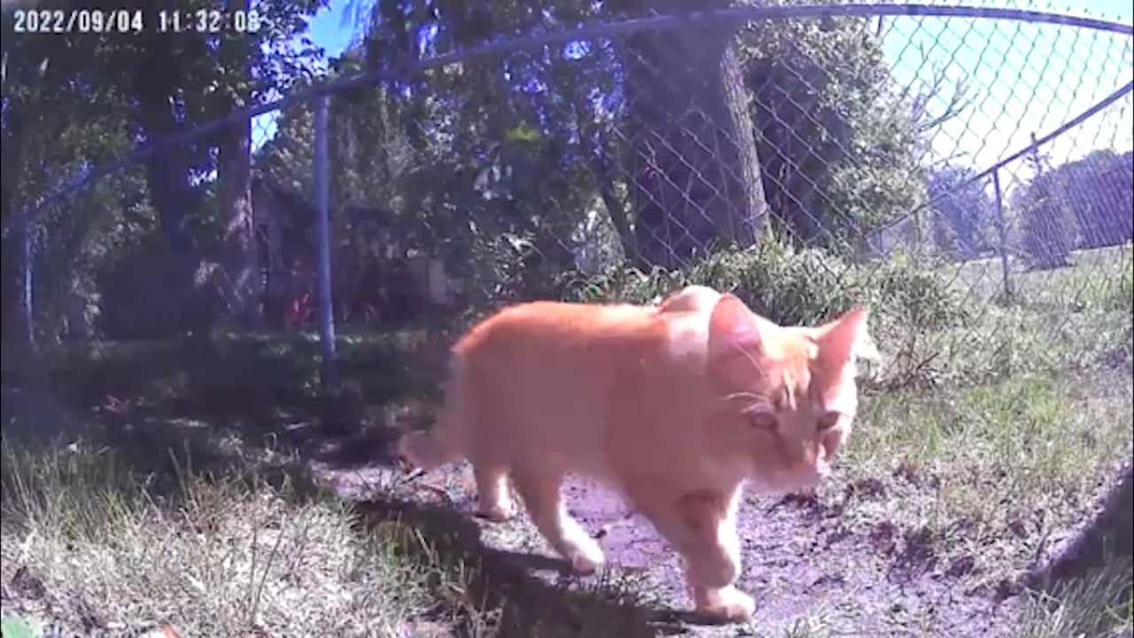 Brooklyn Park neighbors want action on growing colony of stray