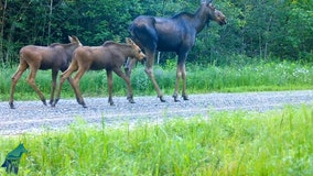 Moose twins, mama moose captured on Voyageurs Wolf Project trail cam