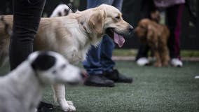 New indoor dog park, restaurant and bar opens in Plymouth