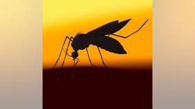 West Nile Virus detected in two Wisconsin animals