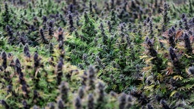 Vermont dispensaries to begin selling recreational weed