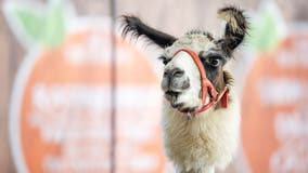 What to do in Minnesota: 5 things to do this weekend (July 7-July 9)