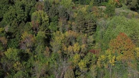 Spongy moth traps being set up in Minnesota by MDA