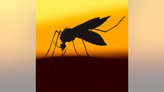 West Nile Virus detected in two Wisconsin animals