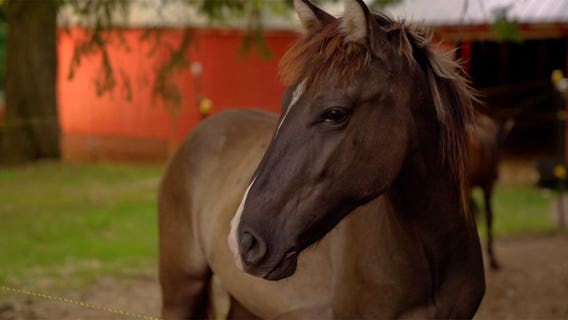 The Humble Horse: Western Wisconsin woman starts nonprofit to save rare Ojibwe horse