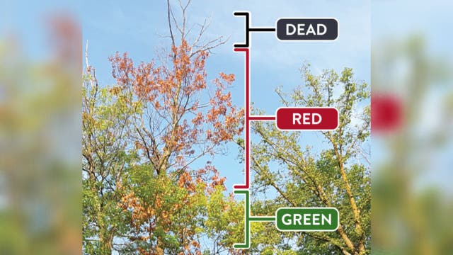 Minnesota oak trees showing signs of drought, insect infestation