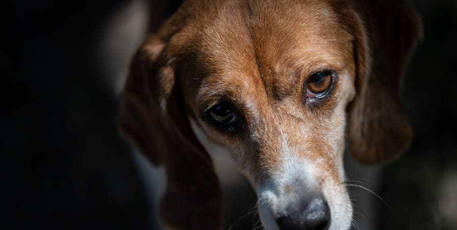 4,000 beagles successfully rescued from Virginia breeding facility in search of loving homes