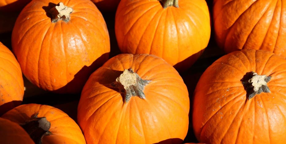 southern mn pumpkin patches