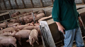 Supreme Court to hear case that could raise price of bacon, other pork products