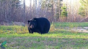 Fat Bear Week comes to Minnesota