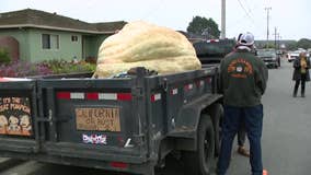 Minnesota man's 2,560-pound pumpkin wins California contest; sets record