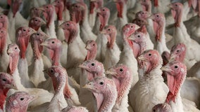 Turkey prices up 73% compared to last year due to factors like the bird flu