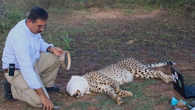 Lead scientist in effort to repopulate cheetahs in India honed research techniques in Minnesota