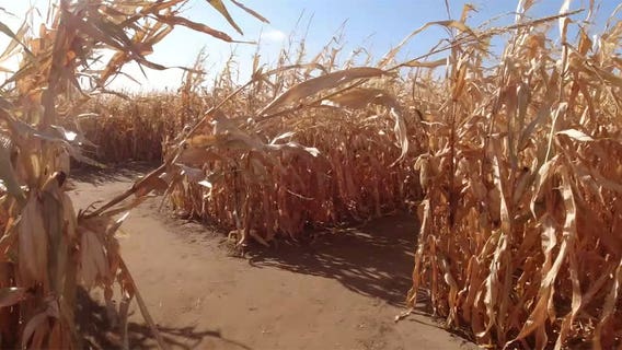 Man carrying gun at Brooklyn Park corn maze hurt in accidental discharge