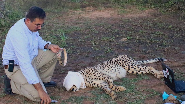 Lead scientist in effort to repopulate cheetahs in India honed research techniques in Minnesota