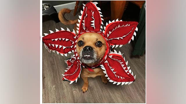 Pets and Halloween: Animal Humane Society has tips on keeping it safe