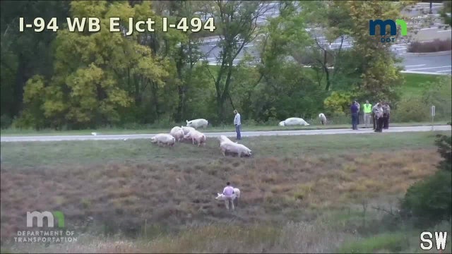 Hogs take over exit ramp to I-94 after crash in Woodbury