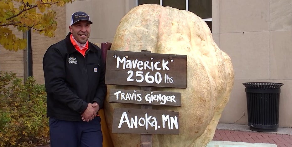 Massive Anoka pumpkin being carved into world's largest jack-o