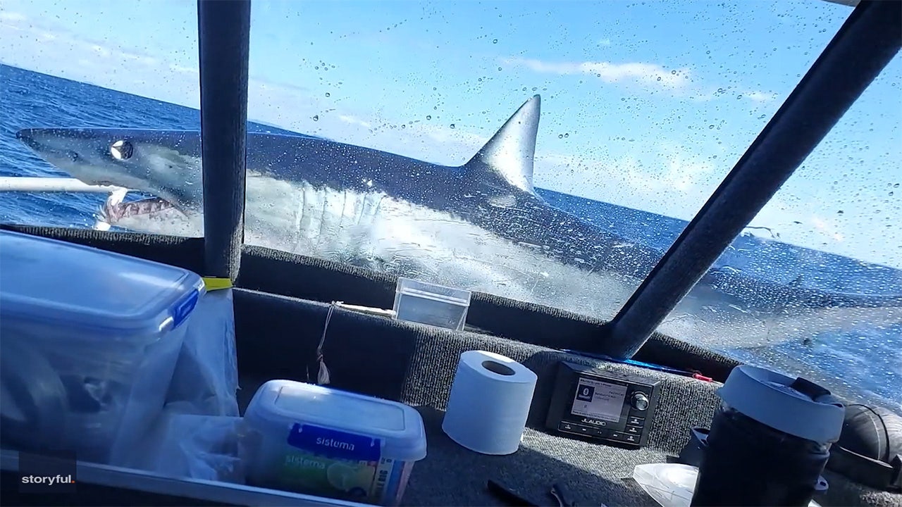 Watch Large shark leaps onto fishing boat It was crazy!