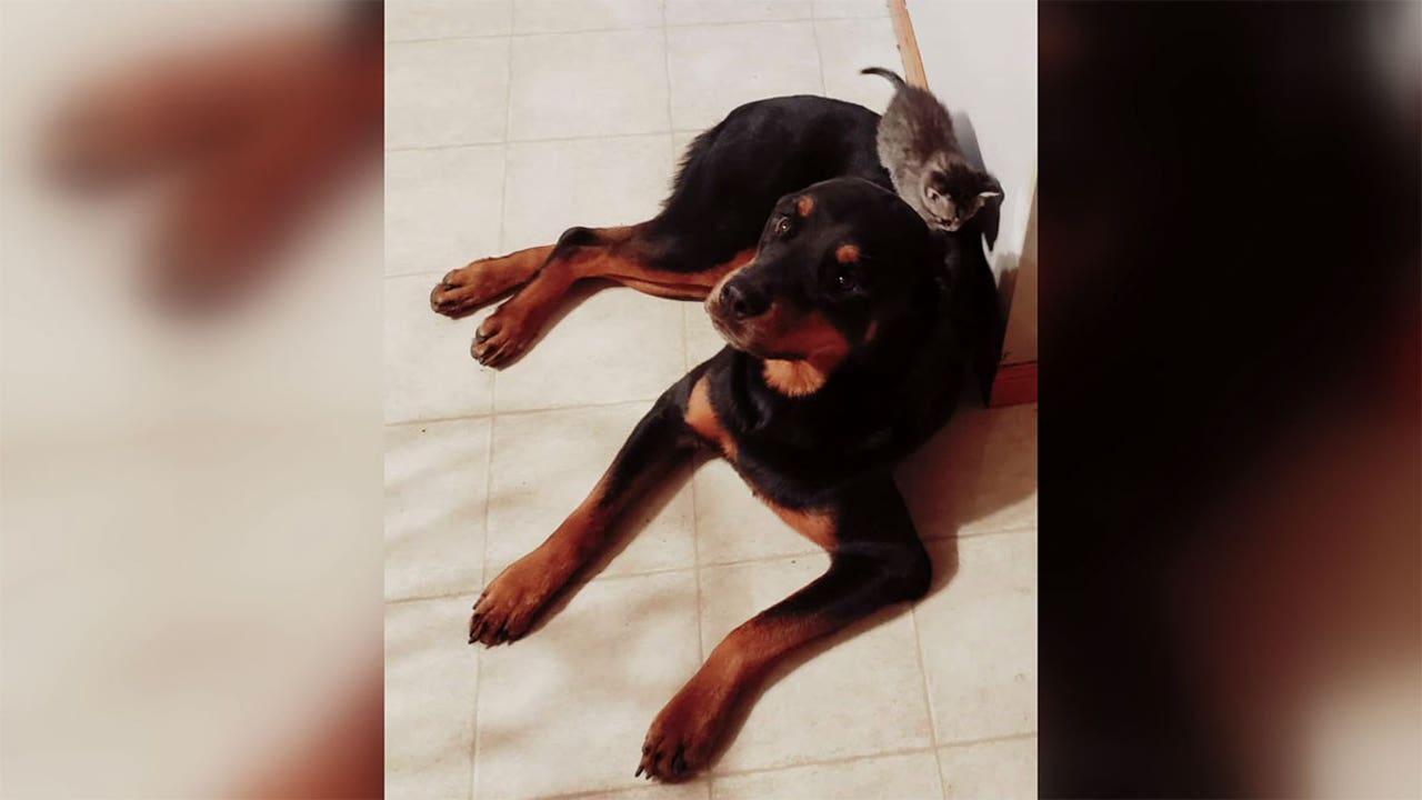 Minnesota family’s dog had to be put down after they say he was kicked, punched during Amazon delivery