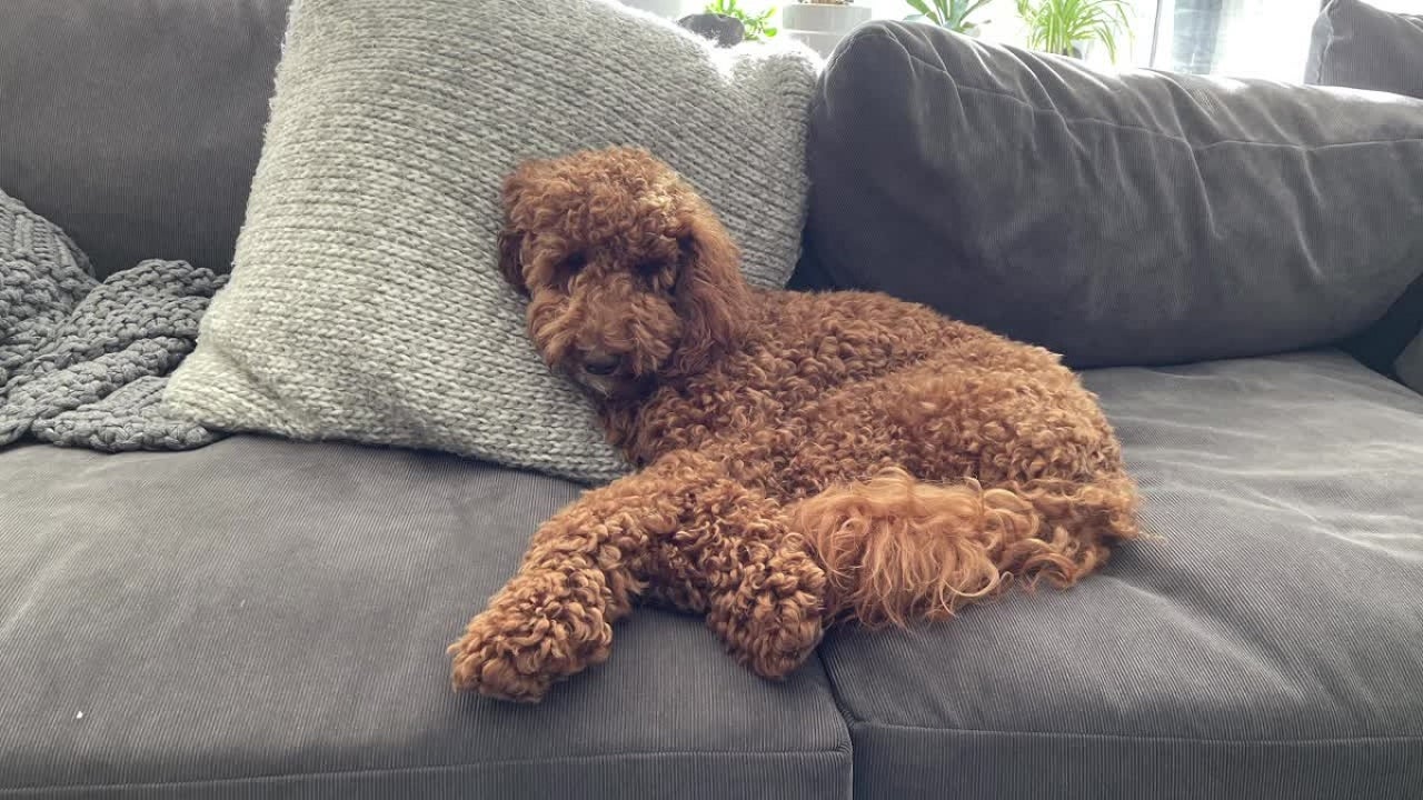 Dog missing from Minneapolis may be injured, needs heart